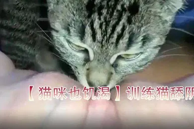 【自拍偷拍】猫咪也饥渴训练猫舔阴