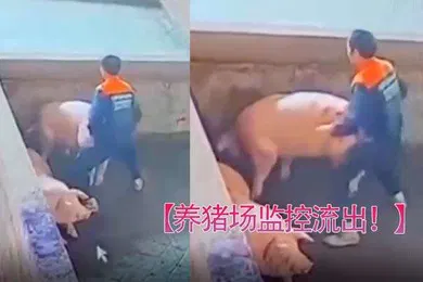 【网曝黑料】养猪场监控流出只要有洞就可以草