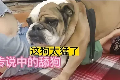 【重口调教】狗乱伦传说中的舔狗好菜都让狗拱